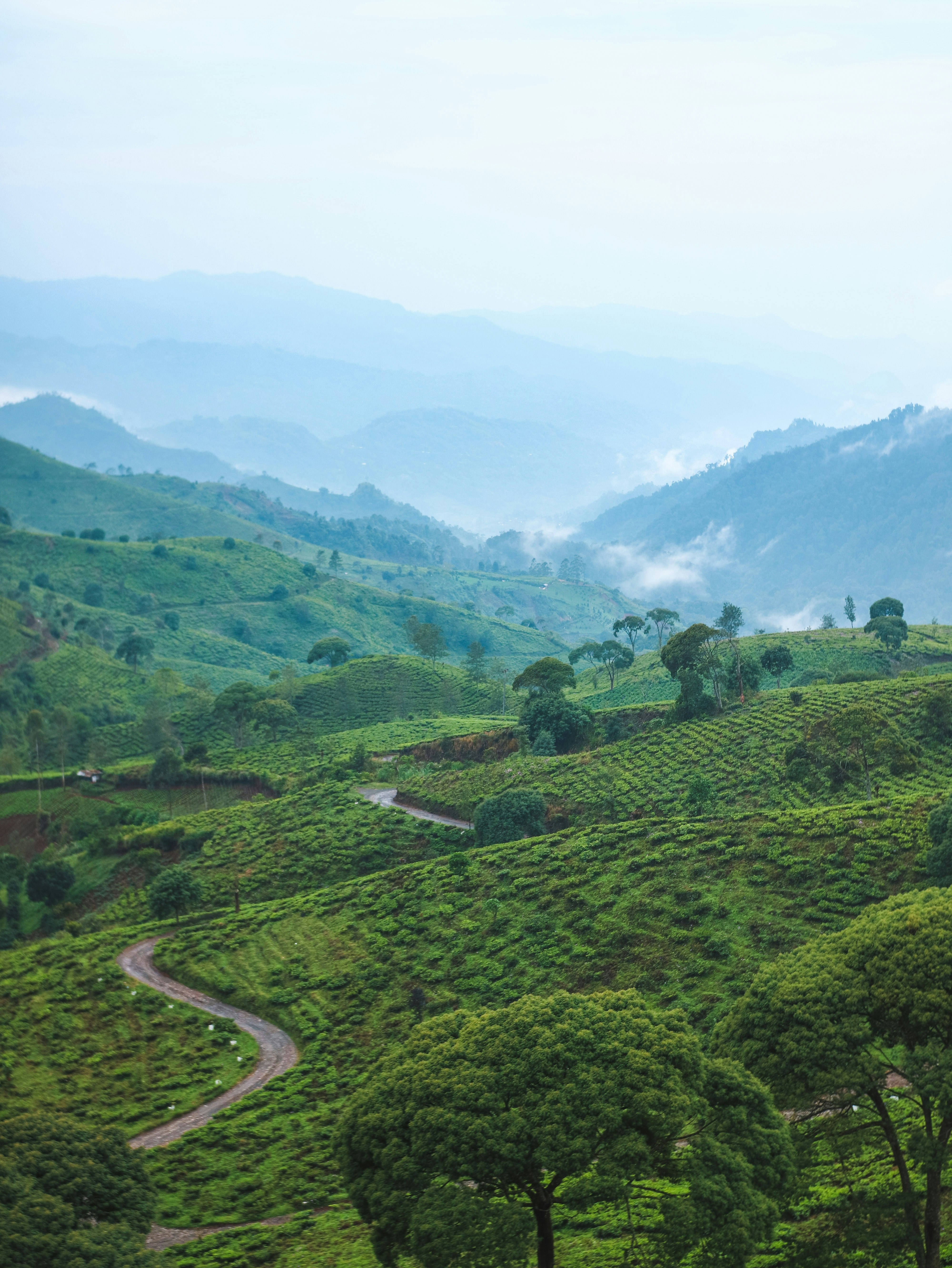 Monsunlandschaft in Kerala